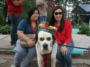 dog in baguio breed|Baguio Dog Breeders .